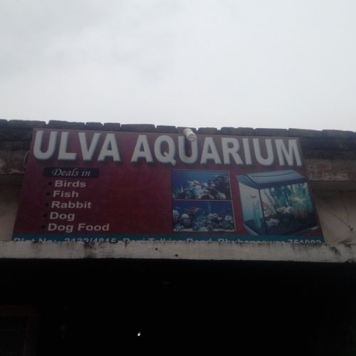 Ulva Aquarium